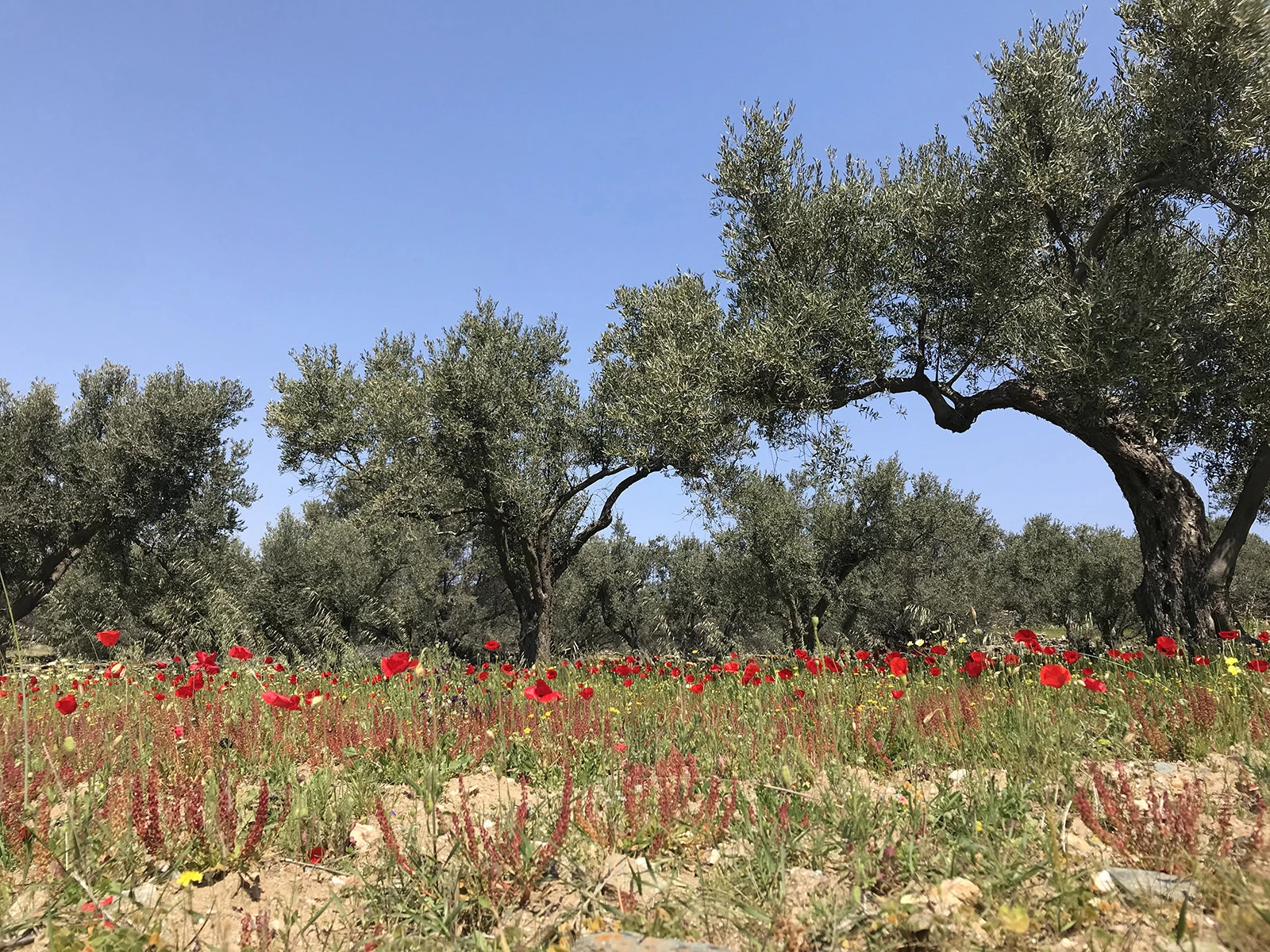 Sifnos Wheatfield House