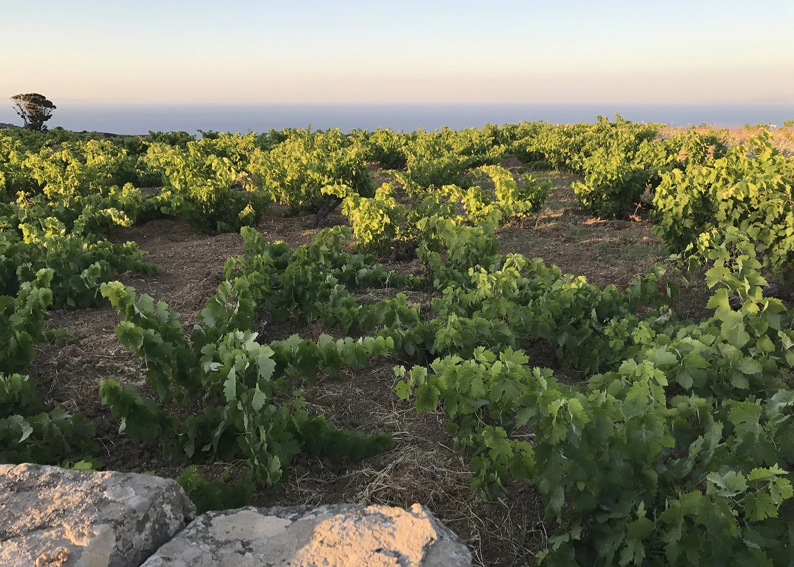 Sifnos Wheatfield Estate