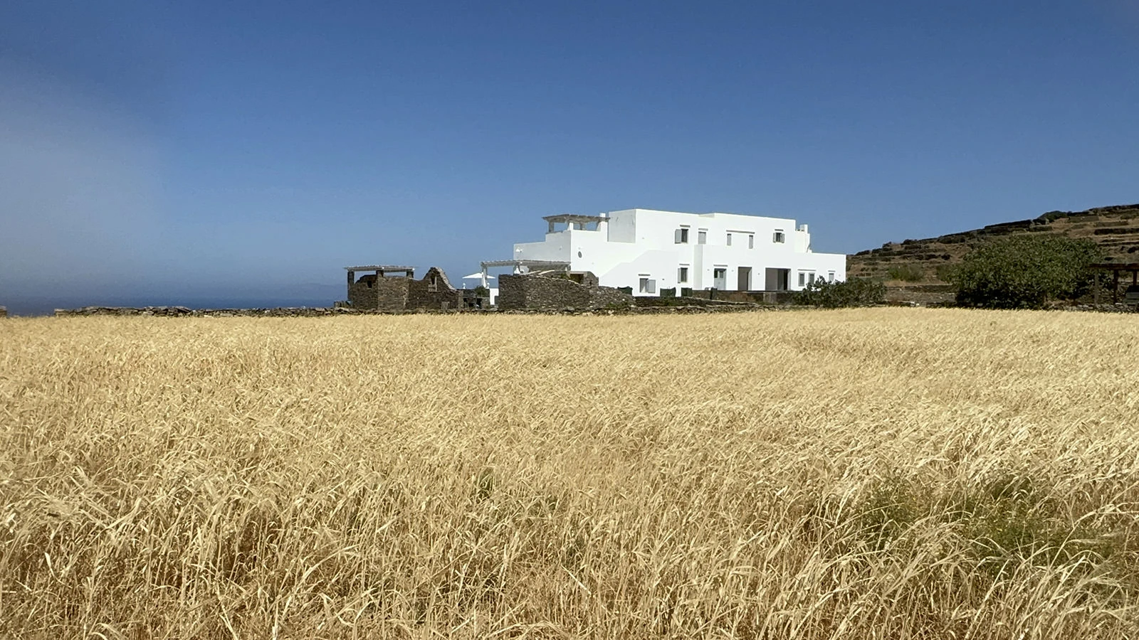 Field-2-Wheat-Summer-21