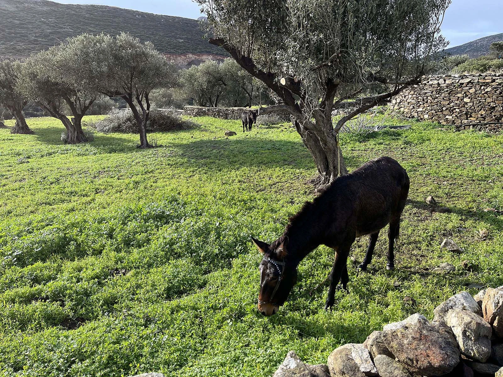 Sifnos Wheatfield Estate