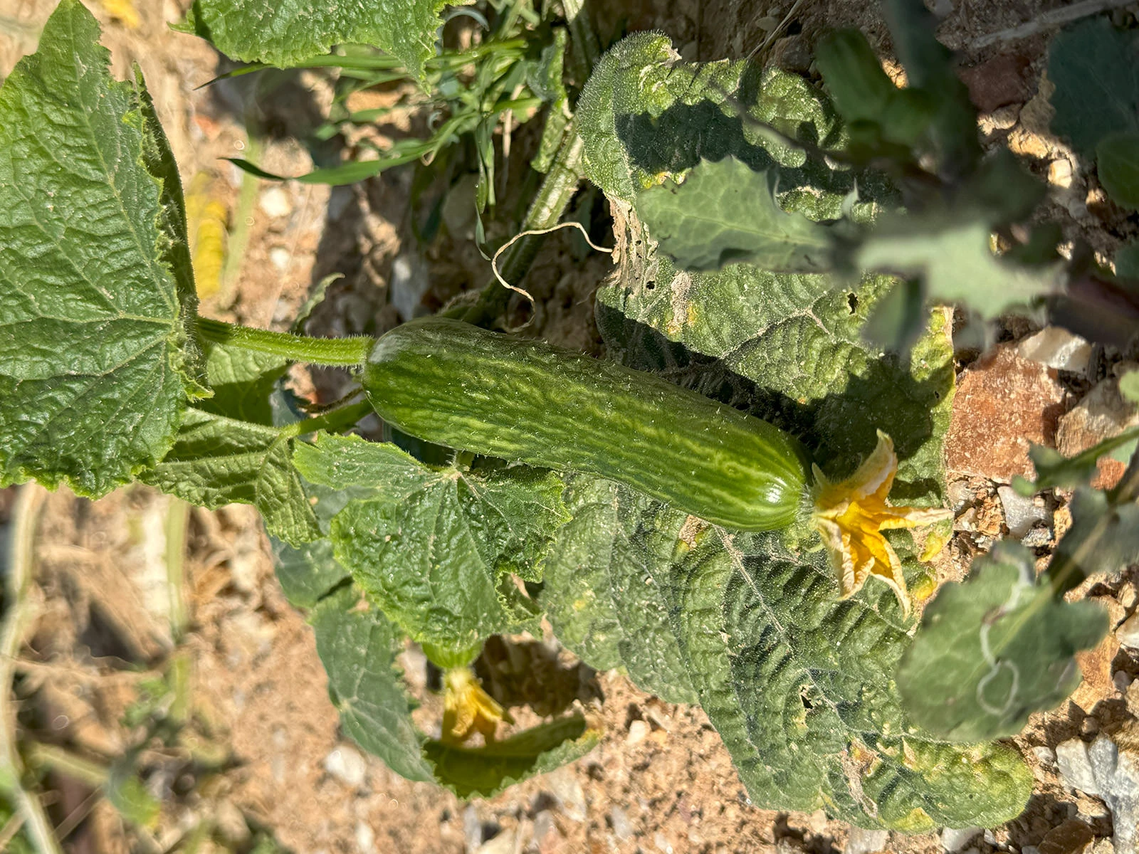 Garden-11-Cucumber-1