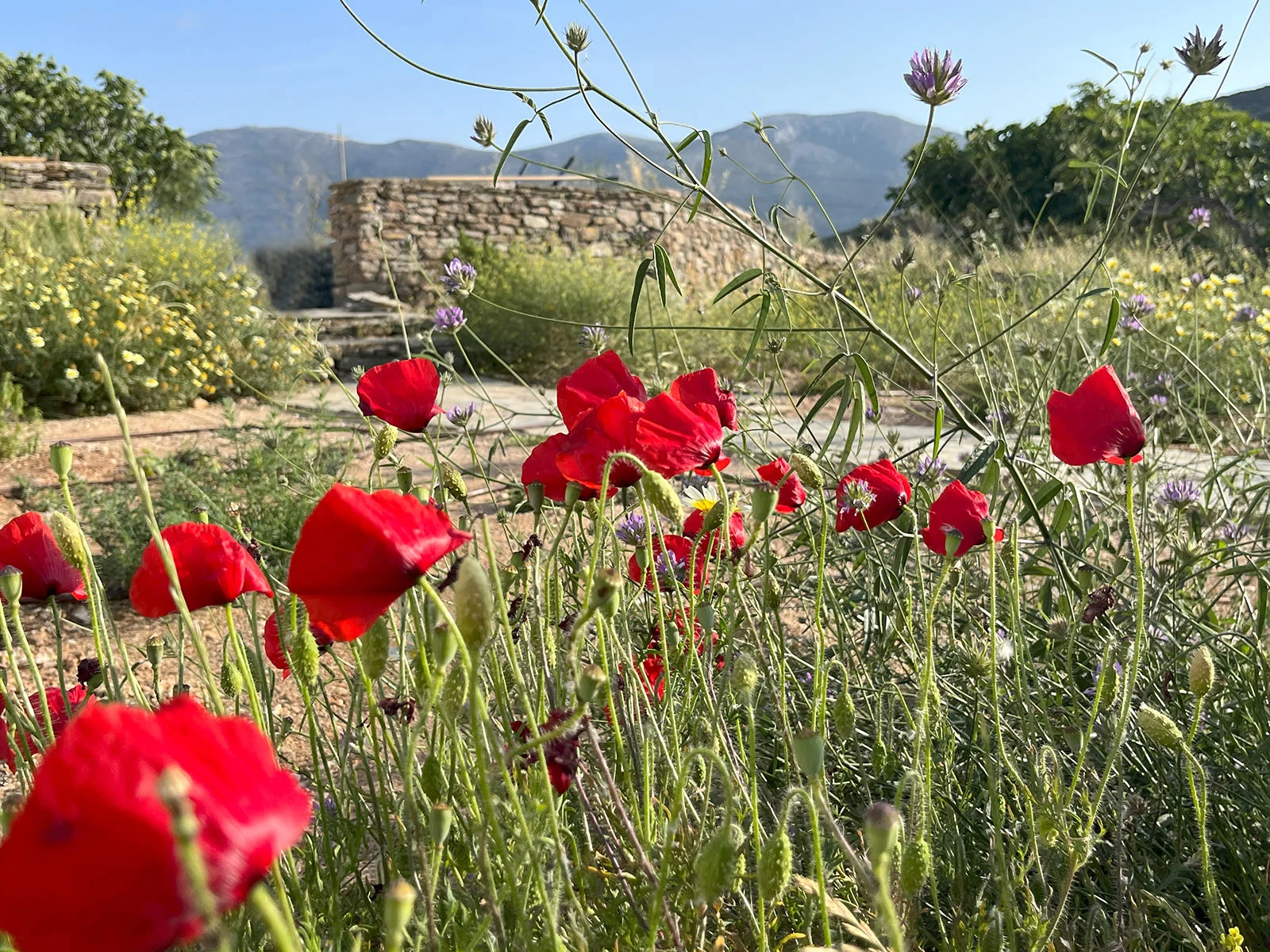 Sifnos Wheatfield House