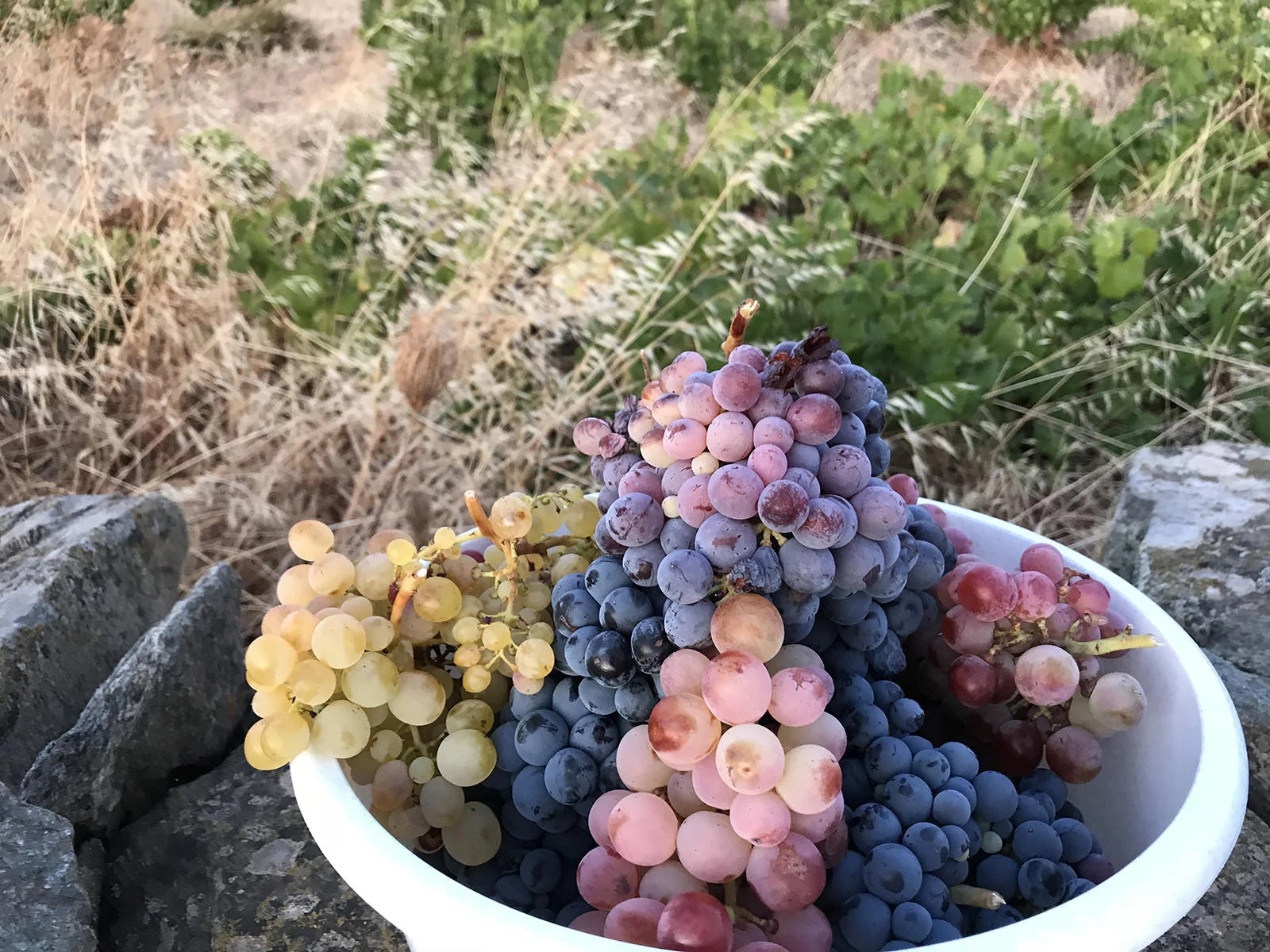 Sifnos Wheatfield Estate