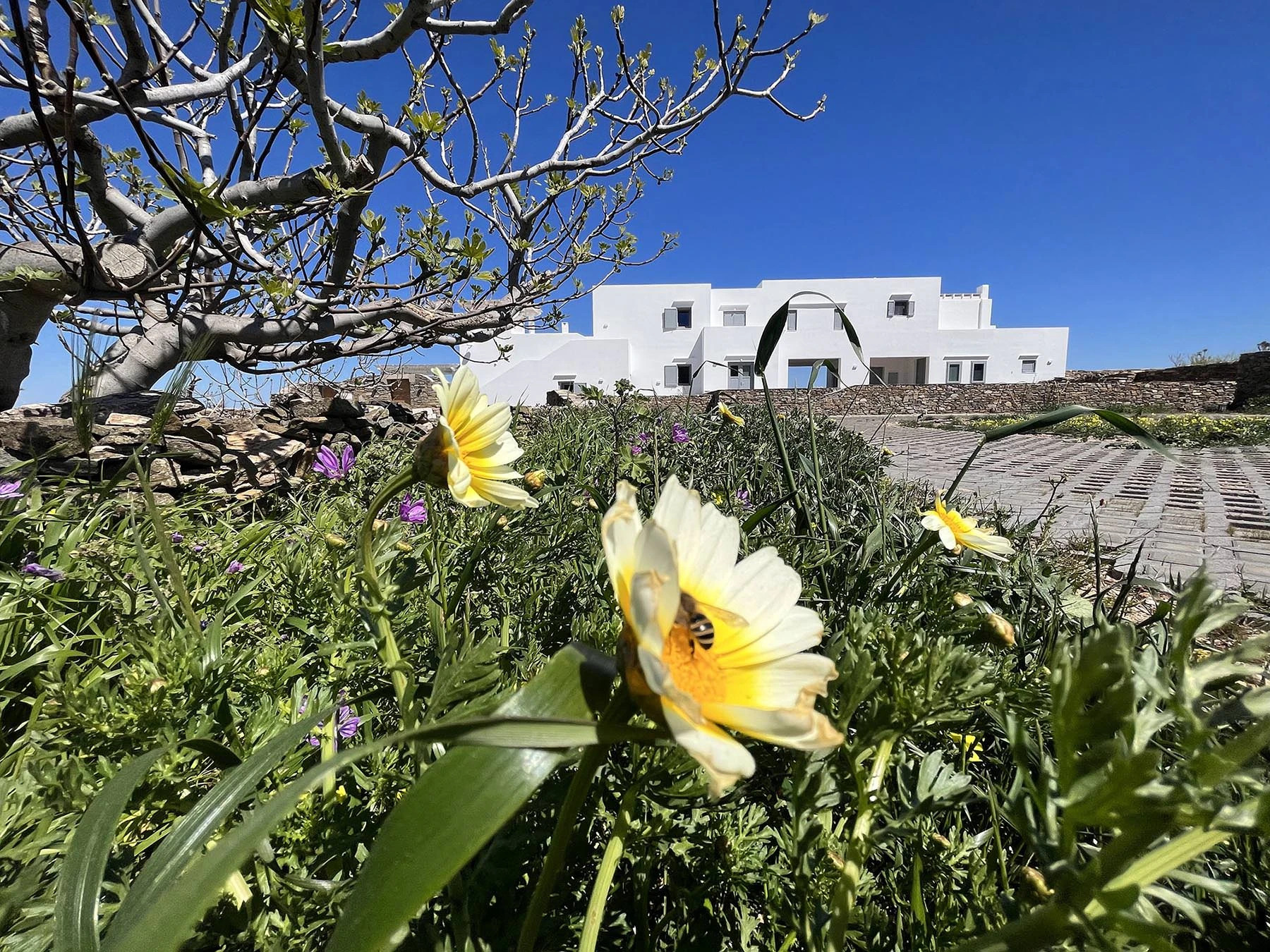 The Wheatfield House Sifnos