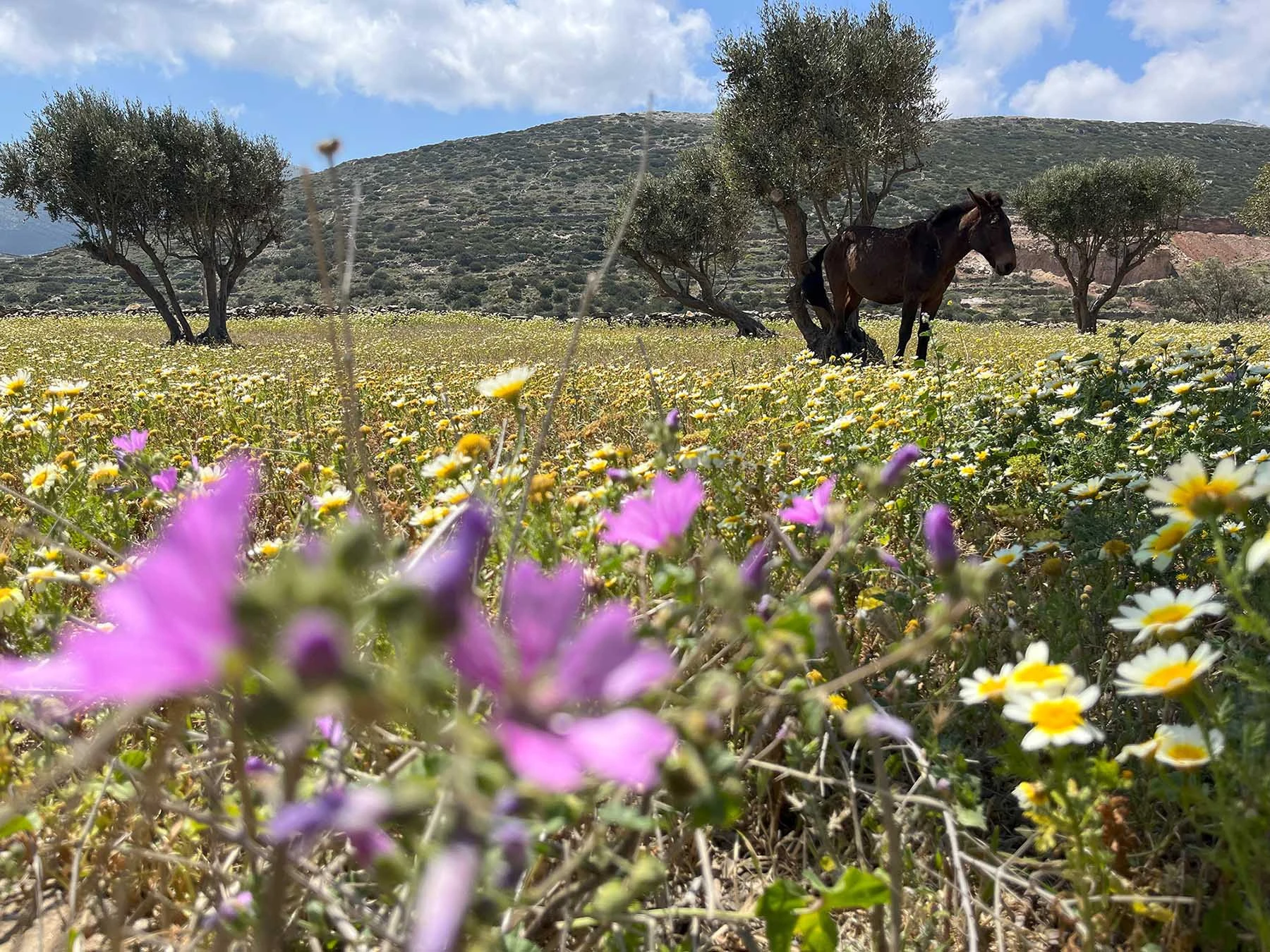 The Wheatfield House Sifnos